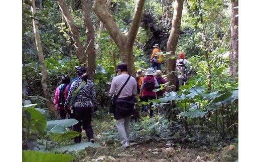 歴史と自然を体感！（ハンタ道と今帰仁城外周コース）