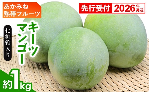 【化粧箱入】【先行受付・2026年発送】あかみね熱帯フルーツのキーツマンゴー約1kg - 先行予約 沖縄県産 産地直送 南国フルーツ 旬の味覚 季節の果物 希少種 化粧箱 ギフト 沖縄県 八重瀬町
