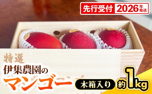 【木箱入】【先行受付・2026年発送】伊集農園 沖縄県産マンゴー（贈答用木箱）約1kg - 先行予約 沖縄 産地直送 南国フルーツ 旬の味覚 旬のフルーツ 贈り物 ギフト 沖縄県 八重瀬町