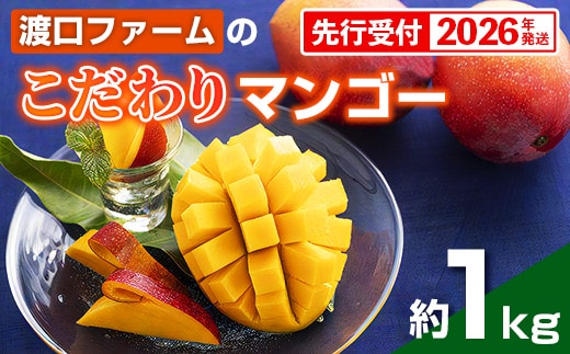 【化粧箱入】【先行受付・2026年発送】渡口ファームのこだわりマンゴー約1kg - 先行予約 沖縄県産 産地直送 南国フルーツ 旬の味覚 季節の果物 贈り物 ギフト 沖縄県 八重瀬町
