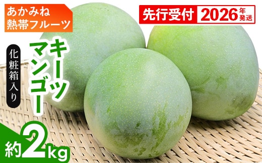 【化粧箱入】【先行受付・2026年発送】あかみね熱帯フルーツのキーツマンゴー約2kg - 先行予約 沖縄県産 産地直送 南国フルーツ 旬の味覚 季節の果物 希少種 化粧箱 ギフト 沖縄県 八重瀬町
