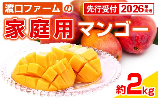 【先行受付】【2026年発送】渡口ファームの家庭用マンゴー約2kg - 先行予約 沖縄県産 産地直送 南国フルーツ 旬の味覚 季節の果物 ご自宅用 沖縄マンゴー 沖縄県 八重瀬町