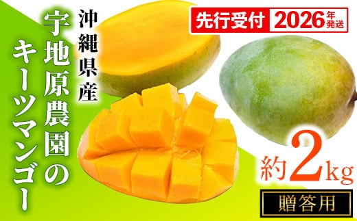 【贈答用】【先行受付・2026年発送】宇地原農園の沖縄県産キーツマンゴー約2kg - 先行予約 沖縄県産 産地直送 南国フルーツ 旬の味覚 季節の果物 希少種 化粧箱 ギフト 贈り物 沖縄県 八重瀬町