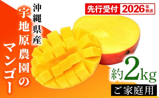 【先行受付】【2026年発送】宇地原農園の沖縄県産 家庭用マンゴー約2kg - 先行予約 沖縄県産 産地直送 南国フルーツ 旬の味覚 季節の果物 ご自宅用 アップルマンゴー 沖縄県 八重瀬町