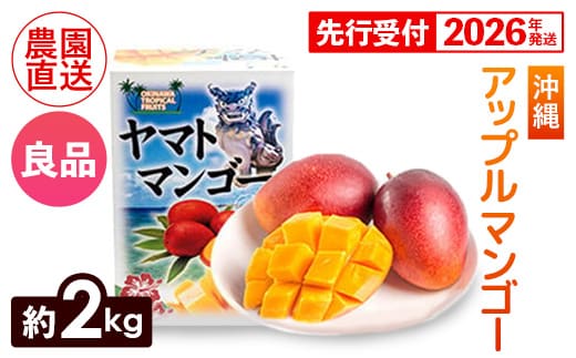 【化粧箱入】【先行受付・2026年発送】ヤマト農園 アップルマンゴー約2kg（良品）- 先行予約 沖縄県産 産地直送 南国フルーツ 旬の味覚 季節の果物 贈り物 ギフト 沖縄県 八重瀬町
