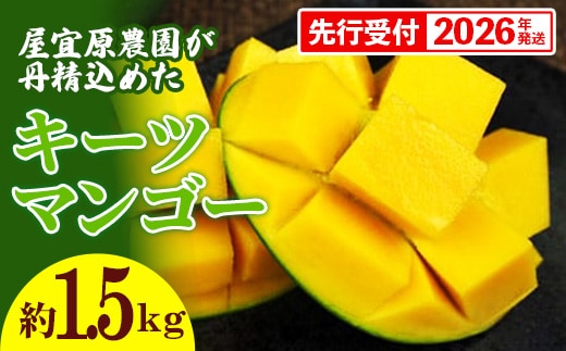 【先行受付】【2026年発送】屋宜原農園が丹精込めた「キーツマンゴー」約1.5kg - 先行予約 沖縄 産地直送 南国フルーツ 旬の味覚 沖縄県産 国産マンゴー 希少種 季節の果物 沖縄県 八重瀬町