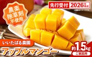 【先行受付】【2026年発送】いいたばる農園の家庭用アップルマンゴー約1.5kg - ご家庭用 先行予約 沖縄県産 産地直送 農薬不使用 除草剤不使用 南国フルーツ 旬の味覚 マンゴー オススメ 沖縄県 八重瀬町