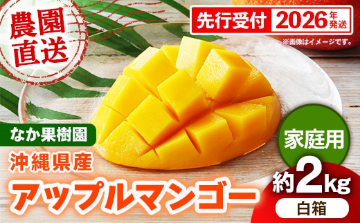 【先行受付】【2026年発送】なか果樹園 アップルマンゴー 家庭用 約2kg （白箱）- 産地直送 先行予約 沖縄県産 ご自宅用 南国フルーツ 旬の味覚 オススメ 沖縄県 八重瀬町