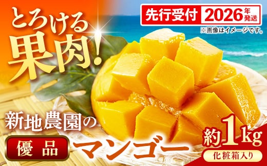 【化粧箱入り】【先行受付・2026年発送】新地農園 アップルマンゴー 優品 約1kg （2～3玉）- 産地直送 先行予約 沖縄県産 贈り物 ギフト 南国フルーツ 旬の味覚 オススメ 沖縄県 八重瀬町