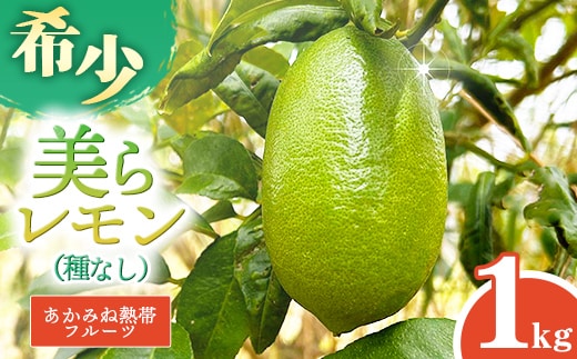 【種なし】あかみね熱帯フルーツの美らレモン 約1kg - 国産 希少種 果汁 たっぷり 使いやすい 檸檬 れもん Lemon おすすめ 沖縄県 八重瀬町
