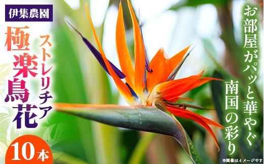 伊集農園がお届けする 極楽鳥花（ストレリチア）（約10本入り）- 産地直送 沖縄県産 生花 エキゾチック 贈り物 花 フラワー 新鮮 インテリア 沖縄県 八重瀬町