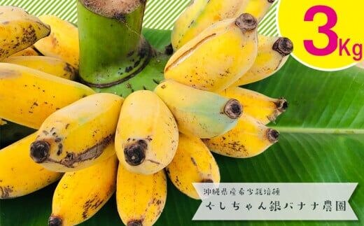 希少栽培種のばなな！ぐしちゃん銀バナナ約3Kg - バナナ 銀バナナ ナムワヌアン 果物 フルーツ 希少 国産 おすすめ 沖縄県 八重瀬町