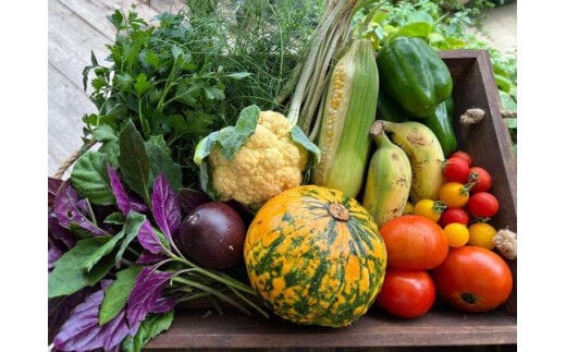 ★沖縄県八重瀬町産★旬なカラフル野菜つめ合わせセット - 野菜 野菜詰め合わせ 国産 沖縄県産 新鮮 色鮮やか 映え 島らっきょう シークヮーサー 青パパイヤ 南国 沖縄県 八重瀬町