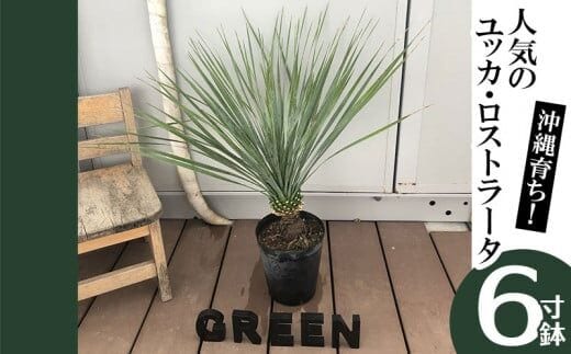 沖縄育ち！人気のユッカ・ロストラータ ６寸鉢